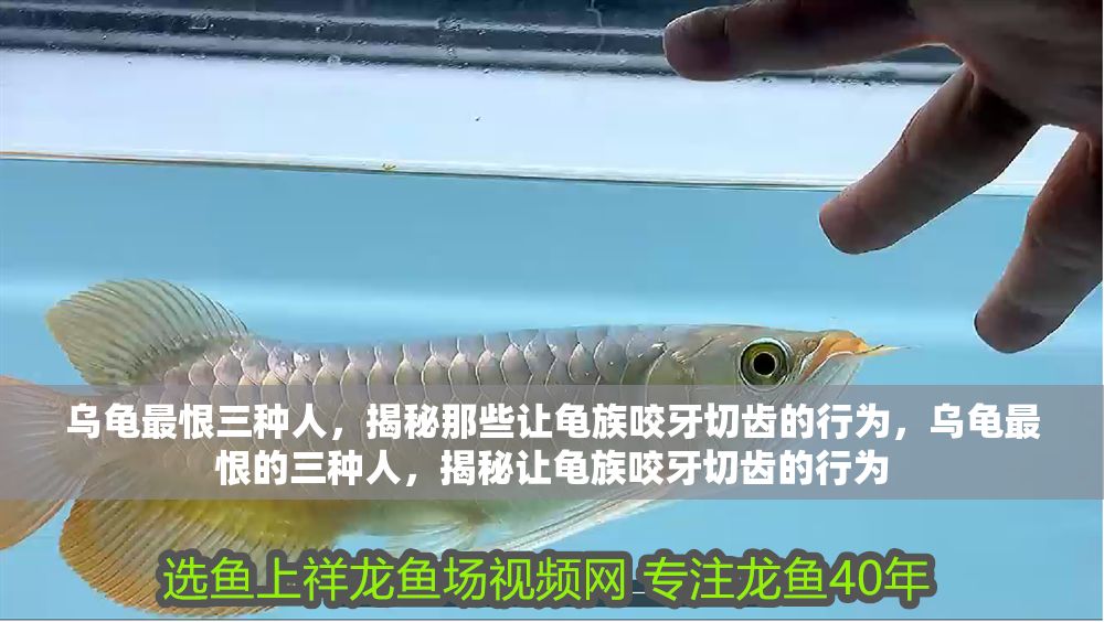 烏龜最恨三種人，揭秘那些讓龜族咬牙切齒的行為，烏龜最恨的三種人，揭秘讓龜族咬牙切齒的行為