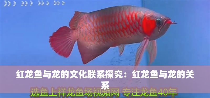 紅龍魚與龍的文化聯(lián)系探究：紅龍魚與龍的關(guān)系