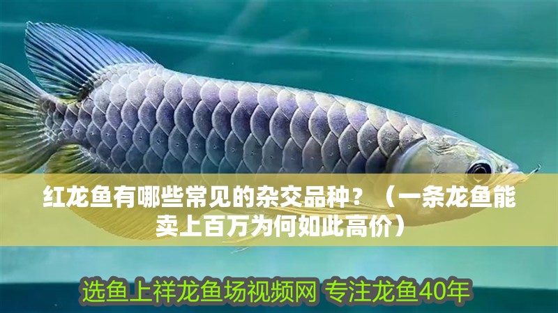 紅龍魚有哪些常見的雜交品種？（一條龍魚能賣上百萬為何如此高價）