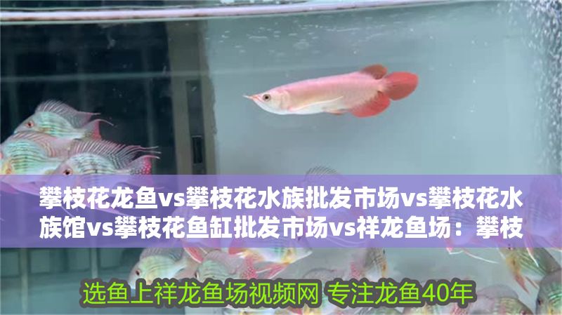 攀枝花龍魚vs攀枝花水族批發市場vs攀枝花水族館vs攀枝花魚缸批發市場vs祥龍魚場：攀枝花地區的五個技術