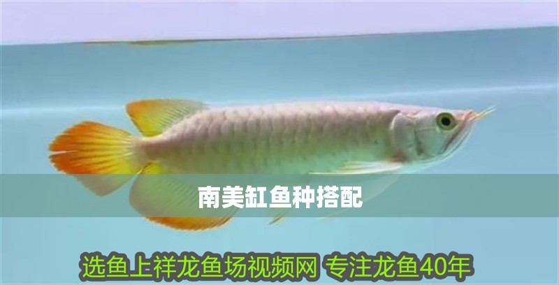 南美缸魚種搭配