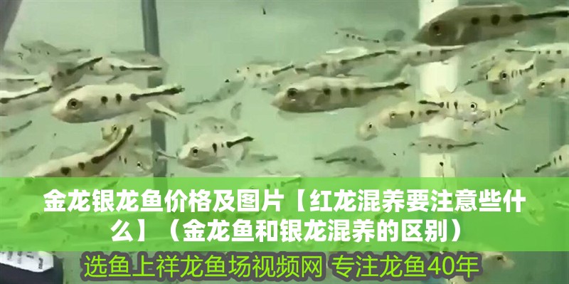 魚缸過濾器選購指南:自制魚缸過濾器魚缸上置過濾器對于養魚愛好者的必備知識 金龍銀龍魚價格及圖片【紅龍混養要注意些什么】(金龍魚和銀龍混養的區別) 銀龍魚百科 金龍銀龍魚價格及圖片【紅龍混養要注意些什么】(金龍魚和銀龍混養的區別) 金龍銀龍魚價格及圖片【紅龍混養要注意些什么】(金龍魚和銀龍混養的區別) 銀龍魚百科