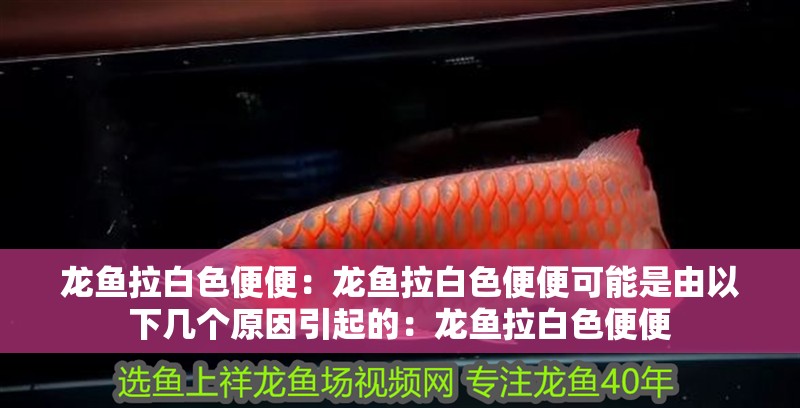 龍魚拉白色便便：龍魚拉白色便便可能是由以下幾個原因引起的：龍魚拉白色便便