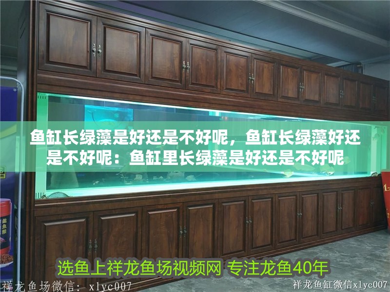 魚缸長綠藻是好還是不好呢，魚缸長綠藻好還是不好呢：魚缸里長綠藻是好還是不好呢