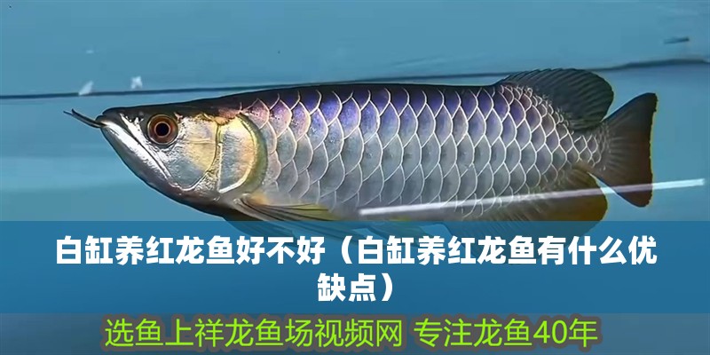 白缸養(yǎng)紅龍魚(yú)好不好（白缸養(yǎng)紅龍魚(yú)有什么優(yōu)缺點(diǎn)）
