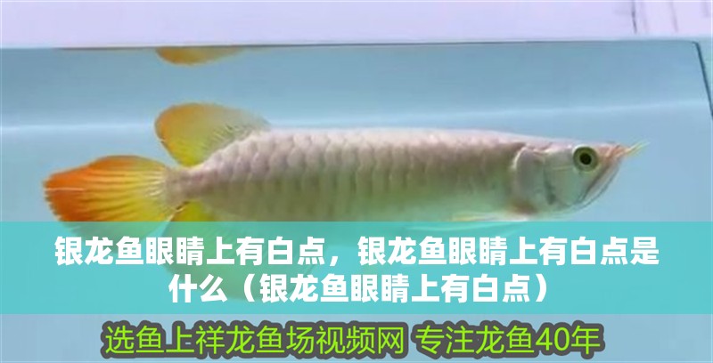 銀龍魚眼睛上有白點，銀龍魚眼睛上有白點是什么（銀龍魚眼睛上有白點）