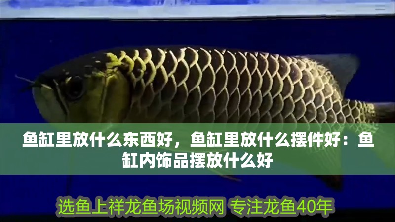 魚缸里放什么東西好，魚缸里放什么擺件好：魚缸內飾品擺放什么好