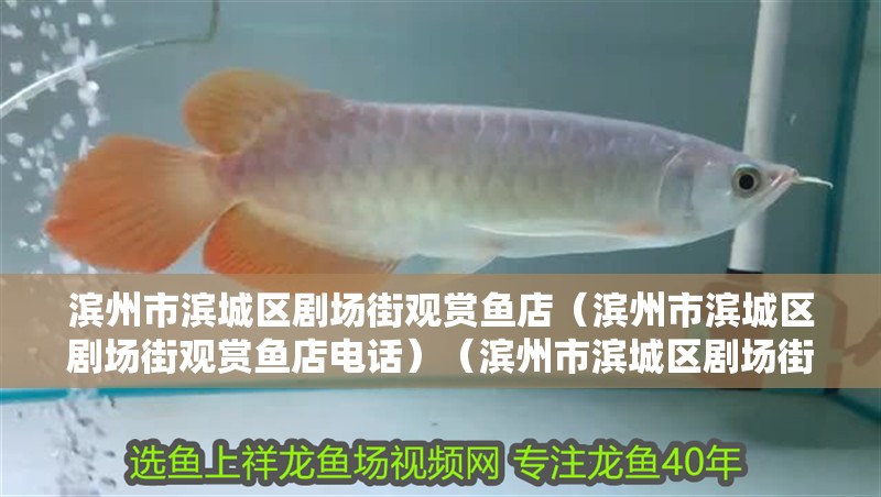 濱州市濱城區劇場街觀賞魚店（濱州市濱城區劇場街觀賞魚店電話）（濱州市濱城區劇場街觀賞魚店）