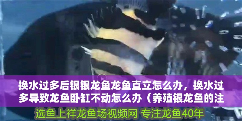 換水過多后銀銀龍魚龍魚直立怎么辦，換水過多導致龍魚臥缸不動怎么辦（養殖銀龍魚的注意事項）