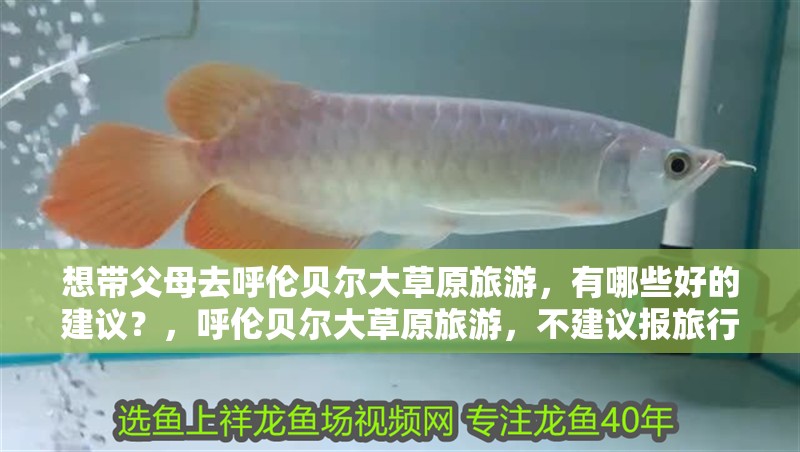 想帶父母去呼倫貝爾大草原旅游，有哪些好的建議？，呼倫貝爾大草原旅游，不建議報旅行團