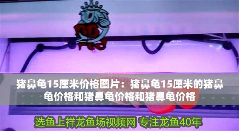 豬鼻龜15厘米價格圖片：豬鼻龜15厘米的豬鼻龜價格和豬鼻龜價格和豬鼻龜價格