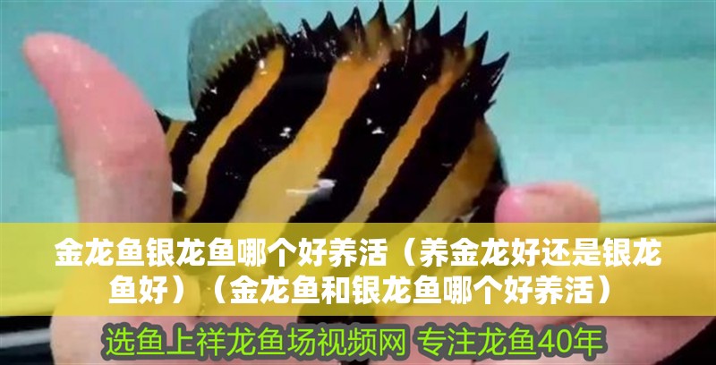 金龍魚銀龍魚哪個好養(yǎng)活（養(yǎng)金龍好還是銀龍魚好）（金龍魚和銀龍魚哪個好養(yǎng)活）