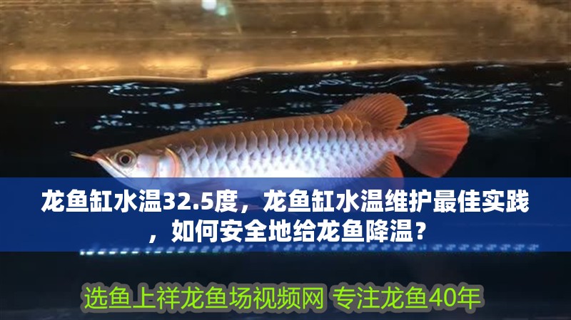 龍魚缸水溫32.5度，龍魚缸水溫維護最佳實踐，如何安全地給龍魚降溫？