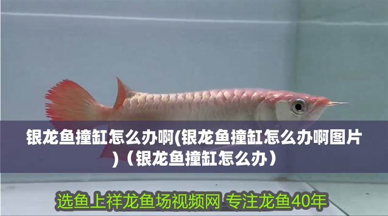銀龍魚撞缸怎么辦啊(銀龍魚撞缸怎么辦啊圖片)（銀龍魚撞缸怎么辦）