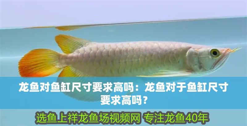 龍魚對魚缸尺寸要求高嗎：龍魚對于魚缸尺寸要求高嗎？
