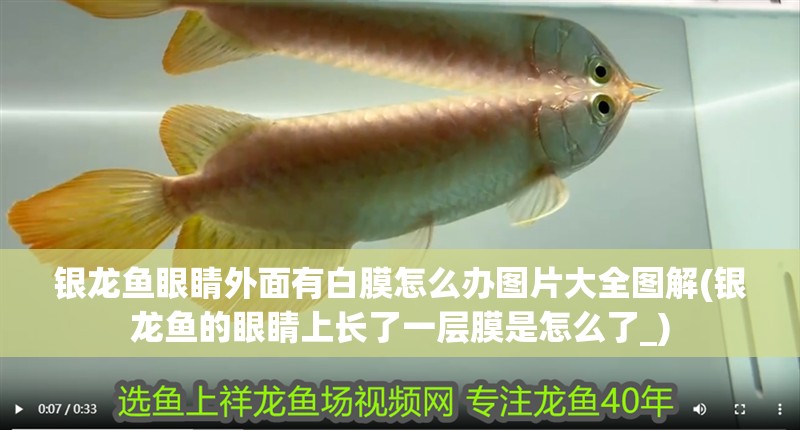 銀龍魚眼睛外面有白膜怎么辦圖片大全圖解(銀龍魚的眼睛上長了一層膜是怎么了_)
