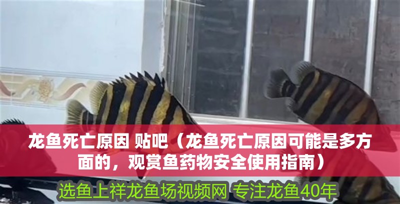 龍魚死亡原因 貼吧（龍魚死亡原因可能是多方面的，觀賞魚藥物安全使用指南）