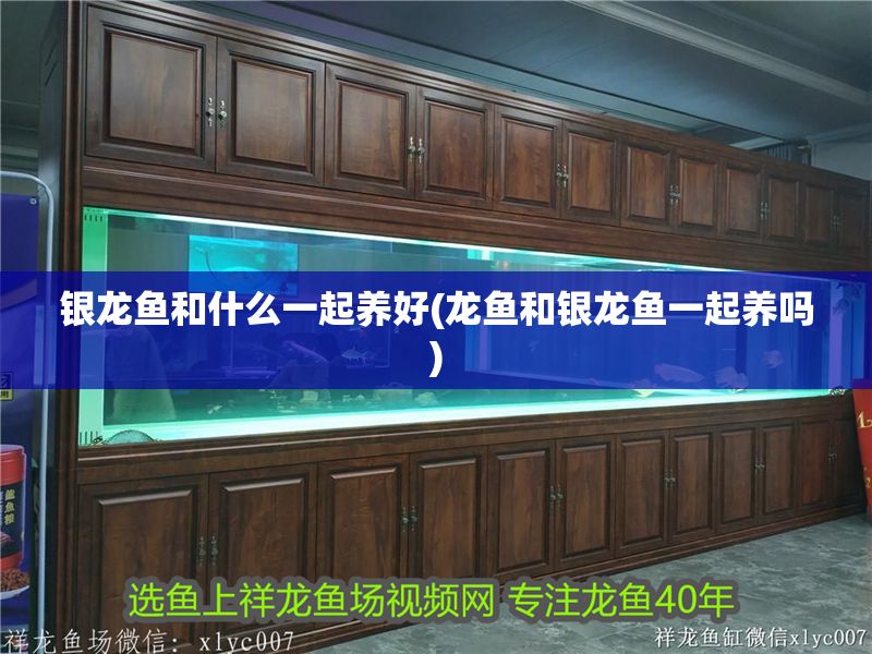 銀龍魚和什么一起養好(龍魚和銀龍魚一起養嗎)