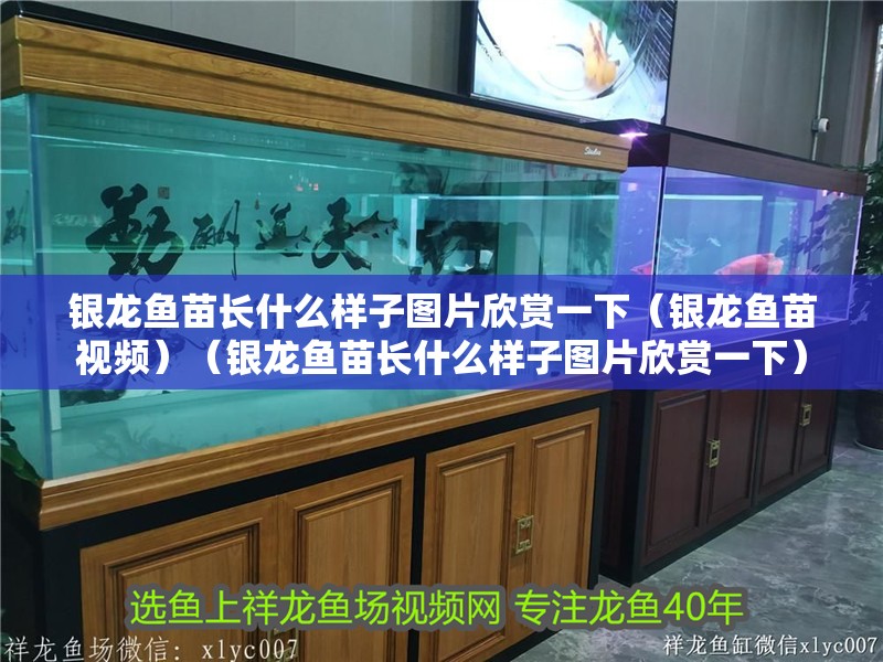 銀龍魚苗長什么樣子圖片欣賞一下（銀龍魚苗視頻）（銀龍魚苗長什么樣子圖片欣賞一下）