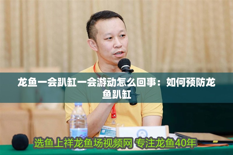 龍魚一會趴缸一會游動怎么回事：如何預防龍魚趴缸