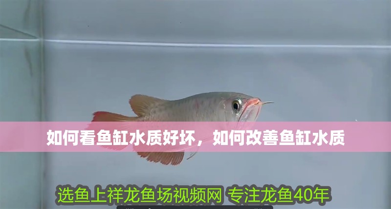 如何看魚缸水質好壞，如何改善魚缸水質