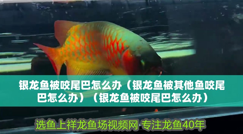 銀龍魚被咬尾巴怎么辦（銀龍魚被其他魚咬尾巴怎么辦）（銀龍魚被咬尾巴怎么辦）