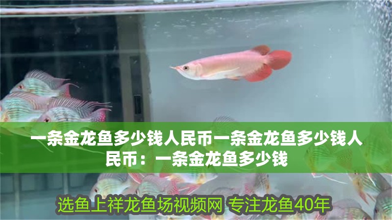 一條金龍魚多少錢人民幣一條金龍魚多少錢人民幣：一條金龍魚多少錢
