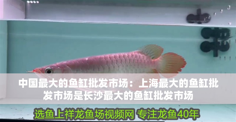 中國最大的魚缸批發市場：上海最大的魚缸批發市場是長沙最大的魚缸批發市場