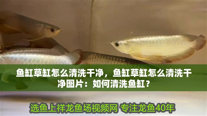 魚(yú)缸草缸怎么清洗干凈，魚(yú)缸草缸怎么清洗干凈圖片：如何清洗魚(yú)缸？