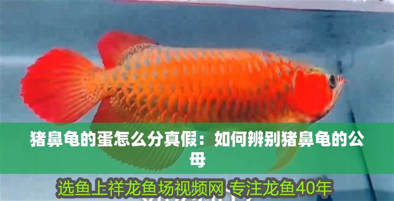 豬鼻龜的蛋怎么分真假：如何辨別豬鼻龜的公母
