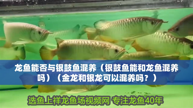 龍魚能否與銀鼓魚混養（銀鼓魚能和龍魚混養嗎）（金龍和銀龍可以混養嗎？）