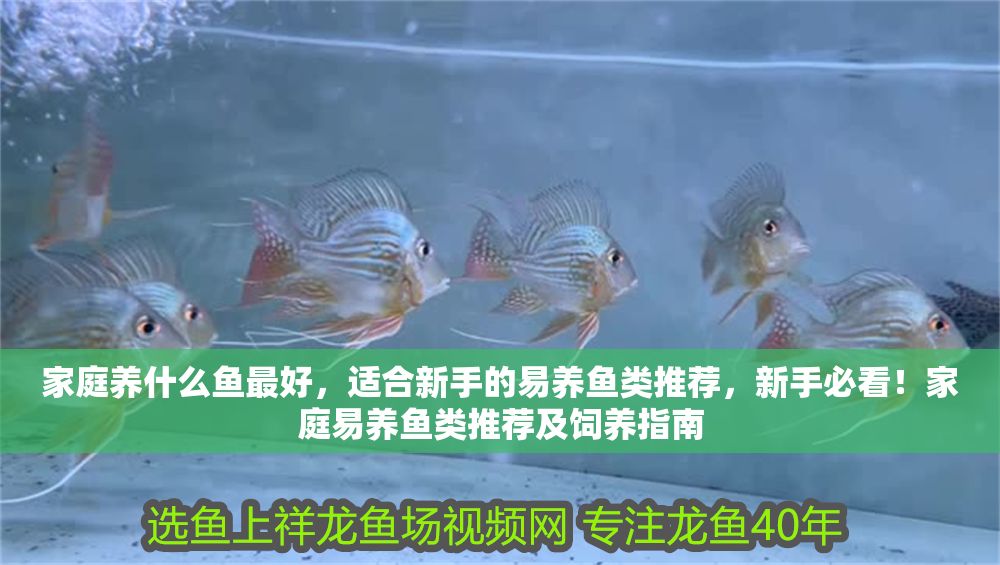 家庭養(yǎng)什么魚最好，適合新手的易養(yǎng)魚類推薦，新手必看！家庭易養(yǎng)魚類推薦及飼養(yǎng)指南
