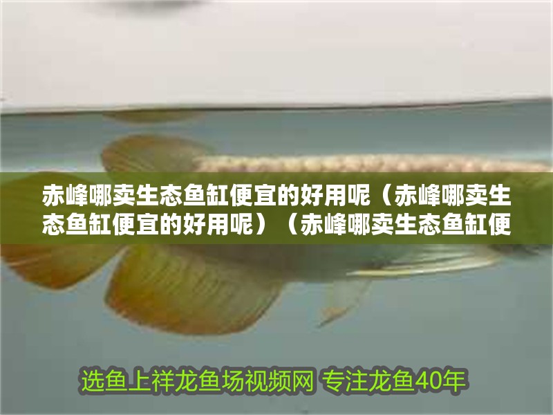赤峰哪賣生態魚缸便宜的好用呢（赤峰哪賣生態魚缸便宜的好用呢）（赤峰哪賣生態魚缸便宜的好用呢）