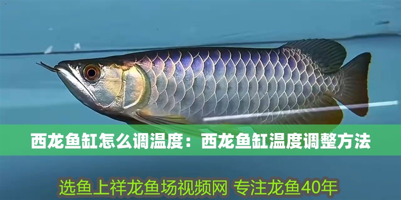 西龍魚缸怎么調溫度：西龍魚缸溫度調整方法