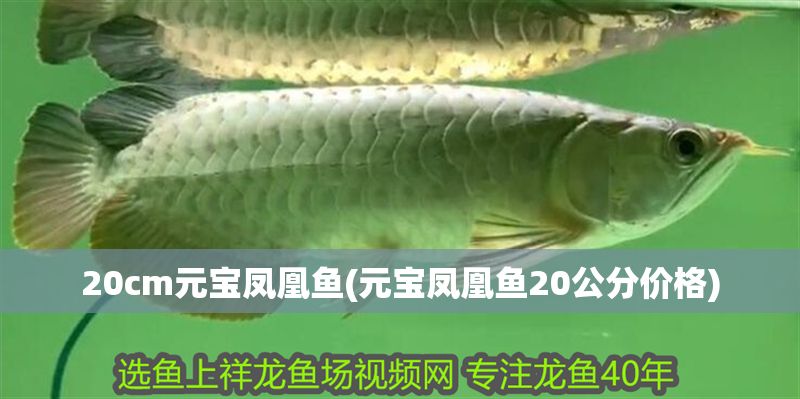 20cm元寶鳳凰魚(元寶鳳凰魚20公分價格)