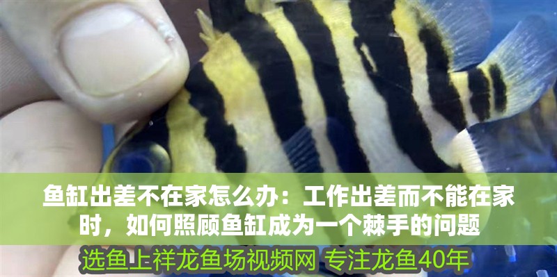 魚缸出差不在家怎么辦：工作出差而不能在家時，如何照顧魚缸成為一個棘手的問題