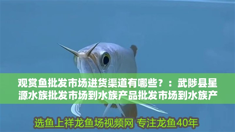 觀賞魚批發市場進貨渠道有哪些？：武陟縣星源水族批發市場到水族產品批發市場到水族產品采購市場