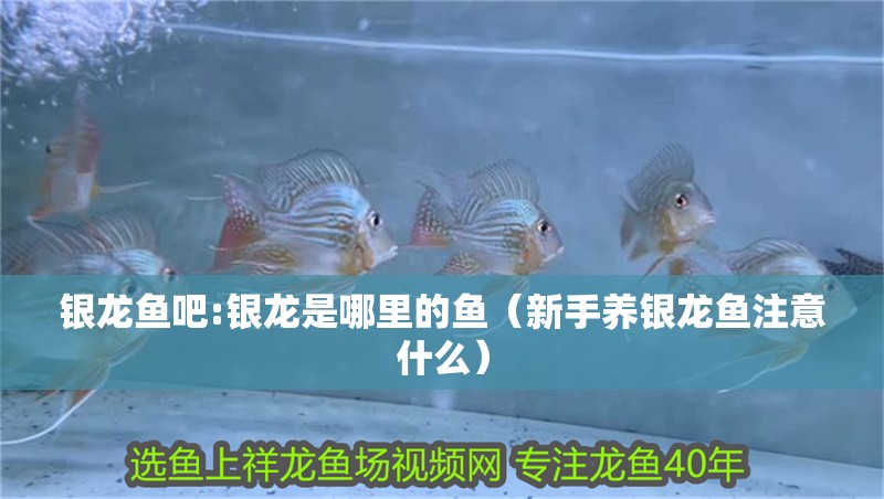 銀龍魚吧:銀龍是哪里的魚（新手養銀龍魚注意什么）
