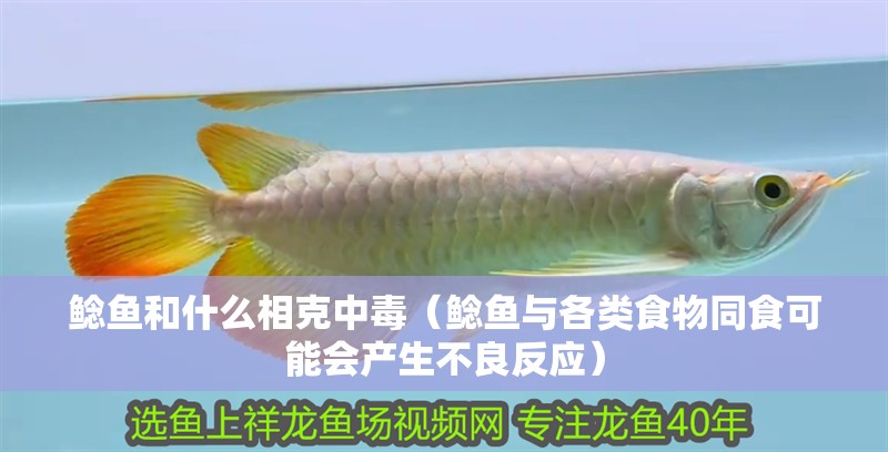 鯰魚(yú)和什么相克中毒（鯰魚(yú)與各類(lèi)食物同食可能會(huì)產(chǎn)生不良反應(yīng)）