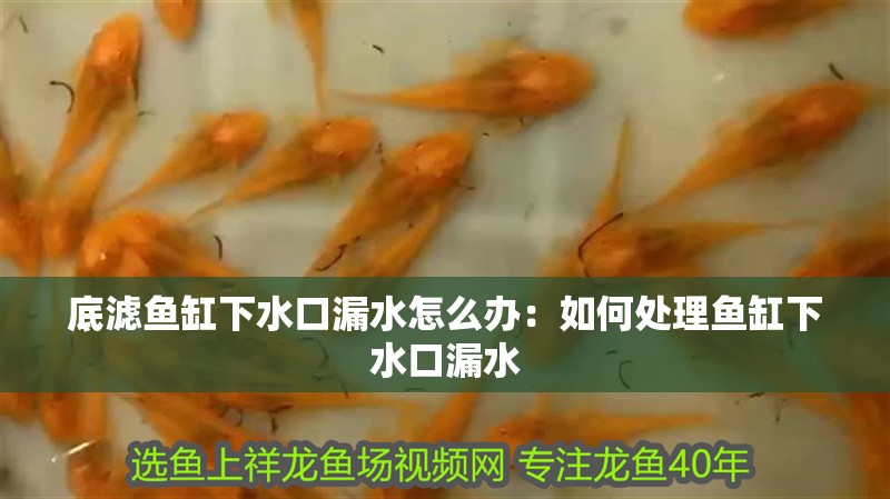 底濾魚(yú)缸下水口漏水怎么辦：如何處理魚(yú)缸下水口漏水