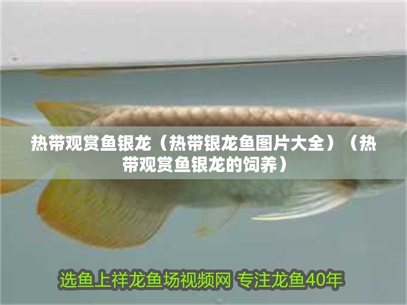 熱帶觀賞魚銀龍（熱帶銀龍魚圖片大全）（熱帶觀賞魚銀龍的飼養(yǎng)）