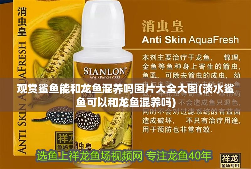 觀賞鯊魚能和龍魚混養嗎圖片大全大圖(淡水鯊魚可以和龍魚混養嗎)