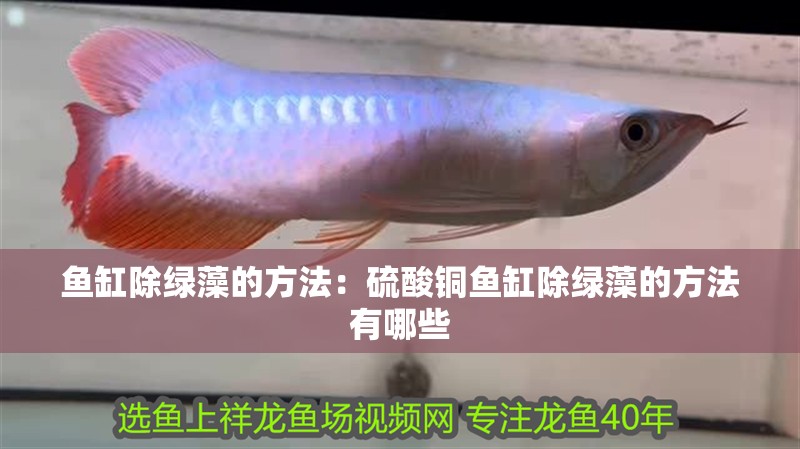 魚缸除綠藻的方法：硫酸銅魚缸除綠藻的方法有哪些