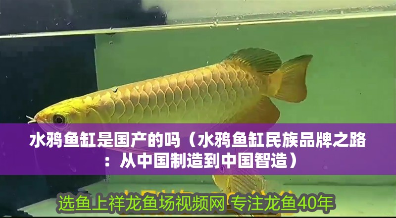 水鴉魚缸是國產的嗎（水鴉魚缸民族品牌之路：從中國制造到中國智造）