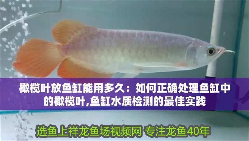 橄欖葉放魚缸能用多久：如何正確處理魚缸中的橄欖葉,魚缸水質檢測的最佳實踐