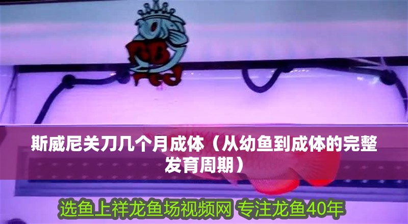 斯威尼關刀幾個月成體（從幼魚到成體的完整發育周期）