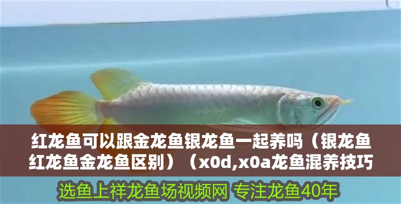 紅龍魚可以跟金龍魚銀龍魚一起養嗎（銀龍魚紅龍魚金龍魚區別）（x0d,x0a龍魚混養技巧）