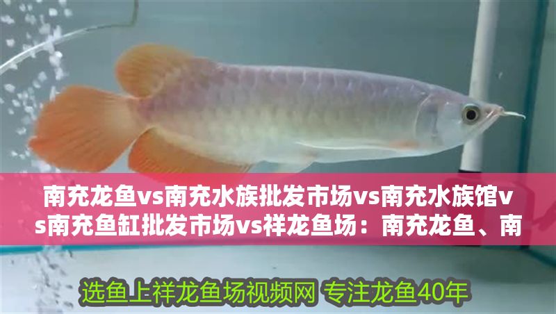 南充龍魚vs南充水族批發市場vs南充水族館vs南充魚缸批發市場vs祥龍魚場：南充龍魚、南充水族批發市場、南充魚缸批發市場價格對比