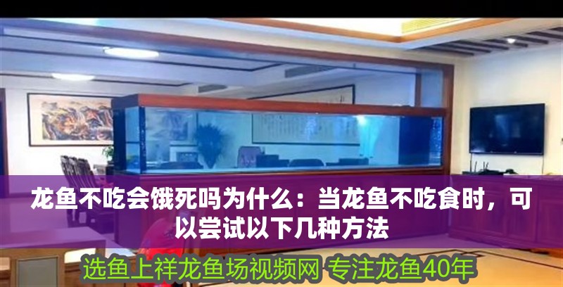 龍魚不吃會餓死嗎為什么：當龍魚不吃食時，可以嘗試以下幾種方法 龍魚不吃會餓死嗎為什么：當龍魚不吃食時，可以嘗試以下幾種方法 龍魚百科
