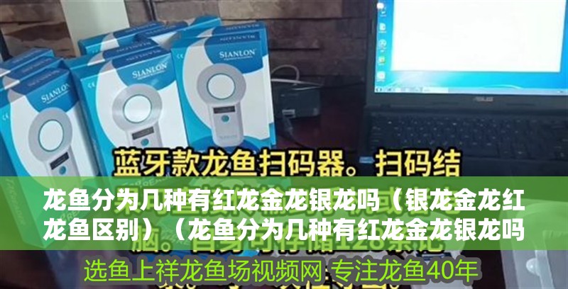 龍魚分為幾種有紅龍金龍銀龍嗎（銀龍金龍紅龍魚區別）（龍魚分為幾種有紅龍金龍銀龍嗎，）